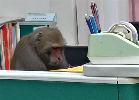 好聽名 猴子辦公